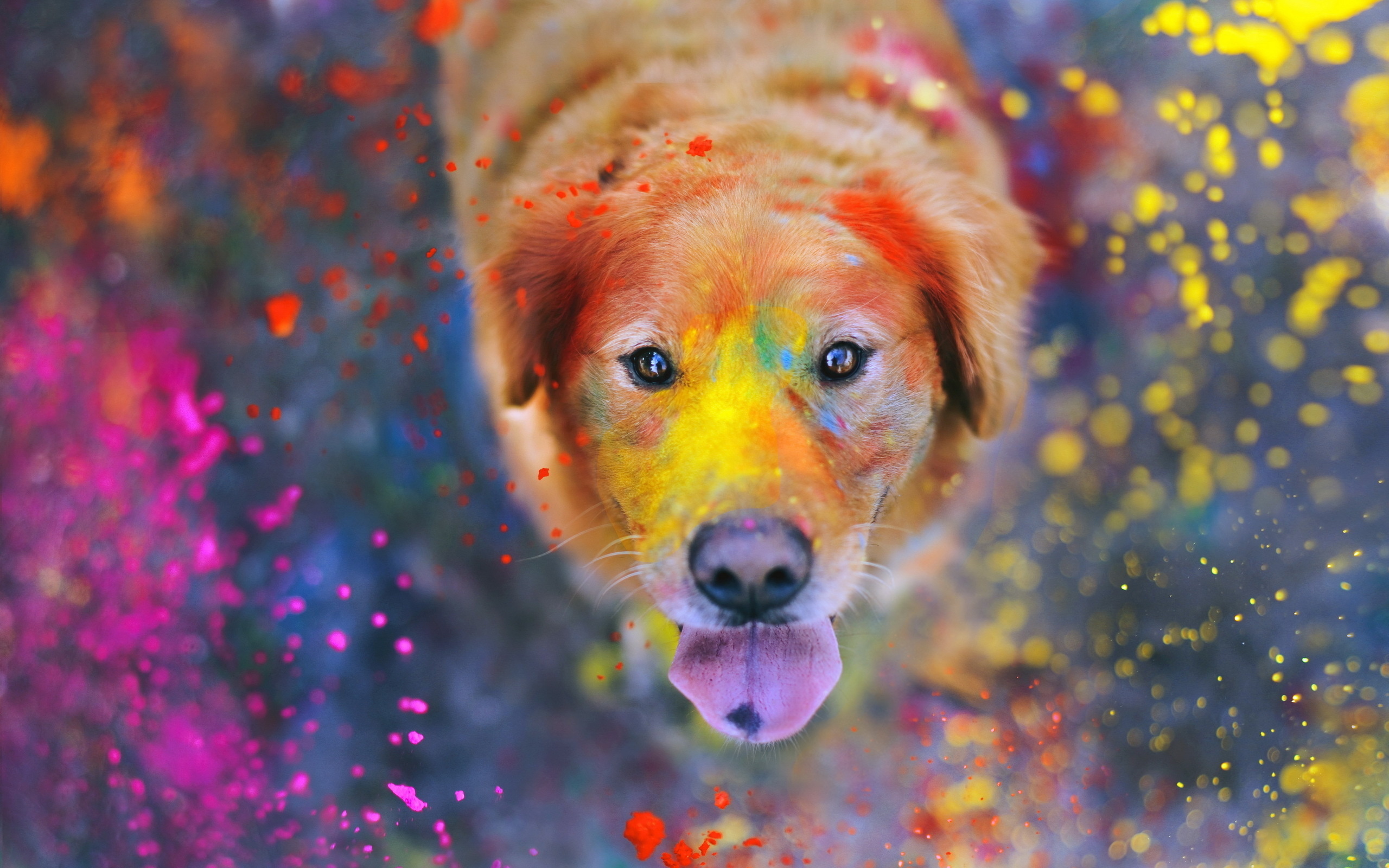 Wallpapers dog puppy paint on the desktop