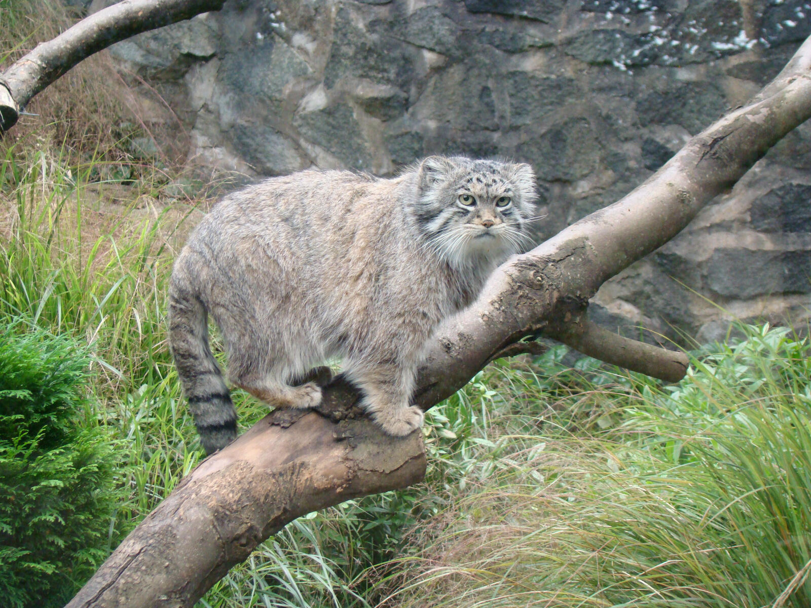 Wallpapers manul cat tree on the desktop