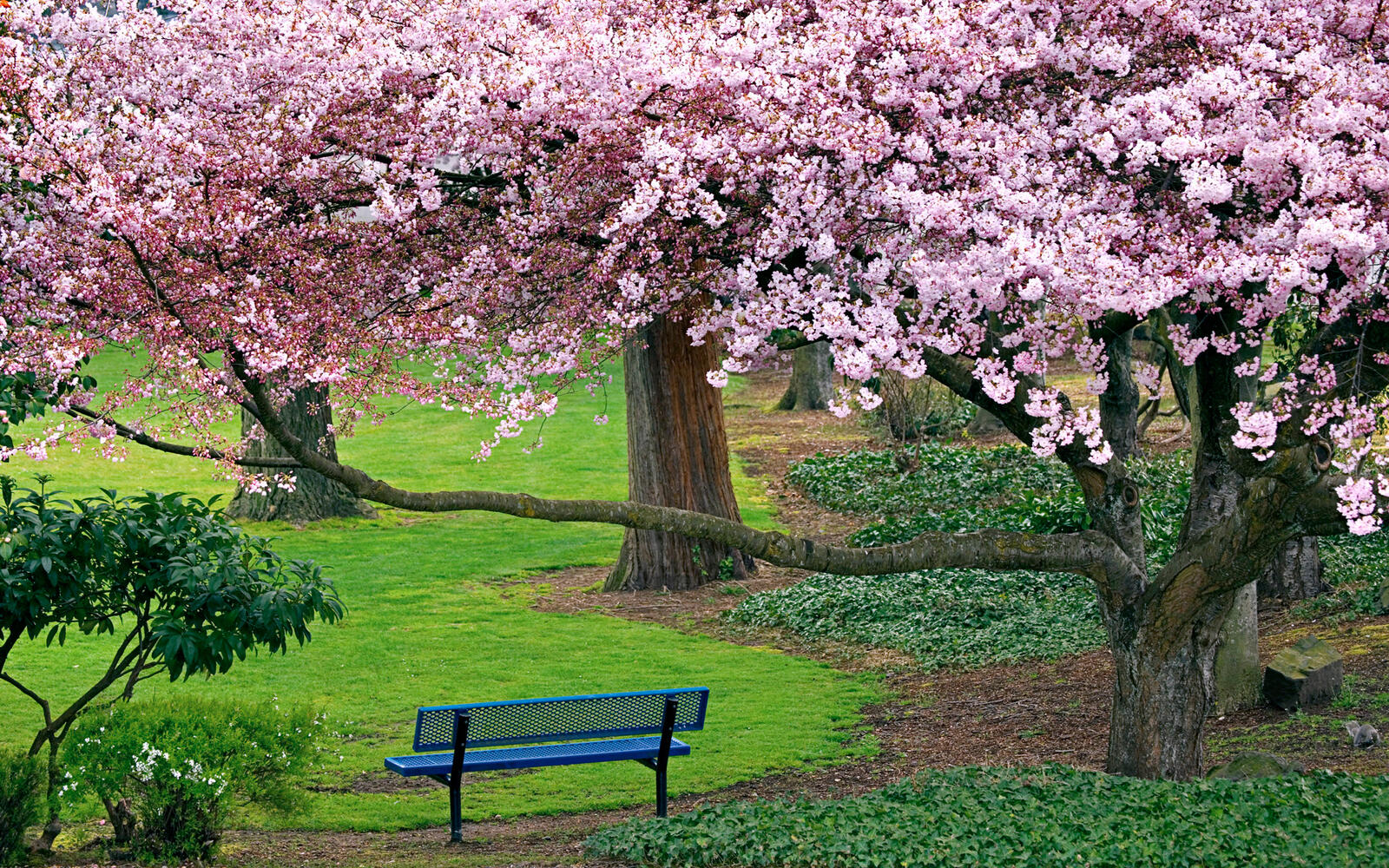 Wallpapers cherry blossom trees nature on the desktop