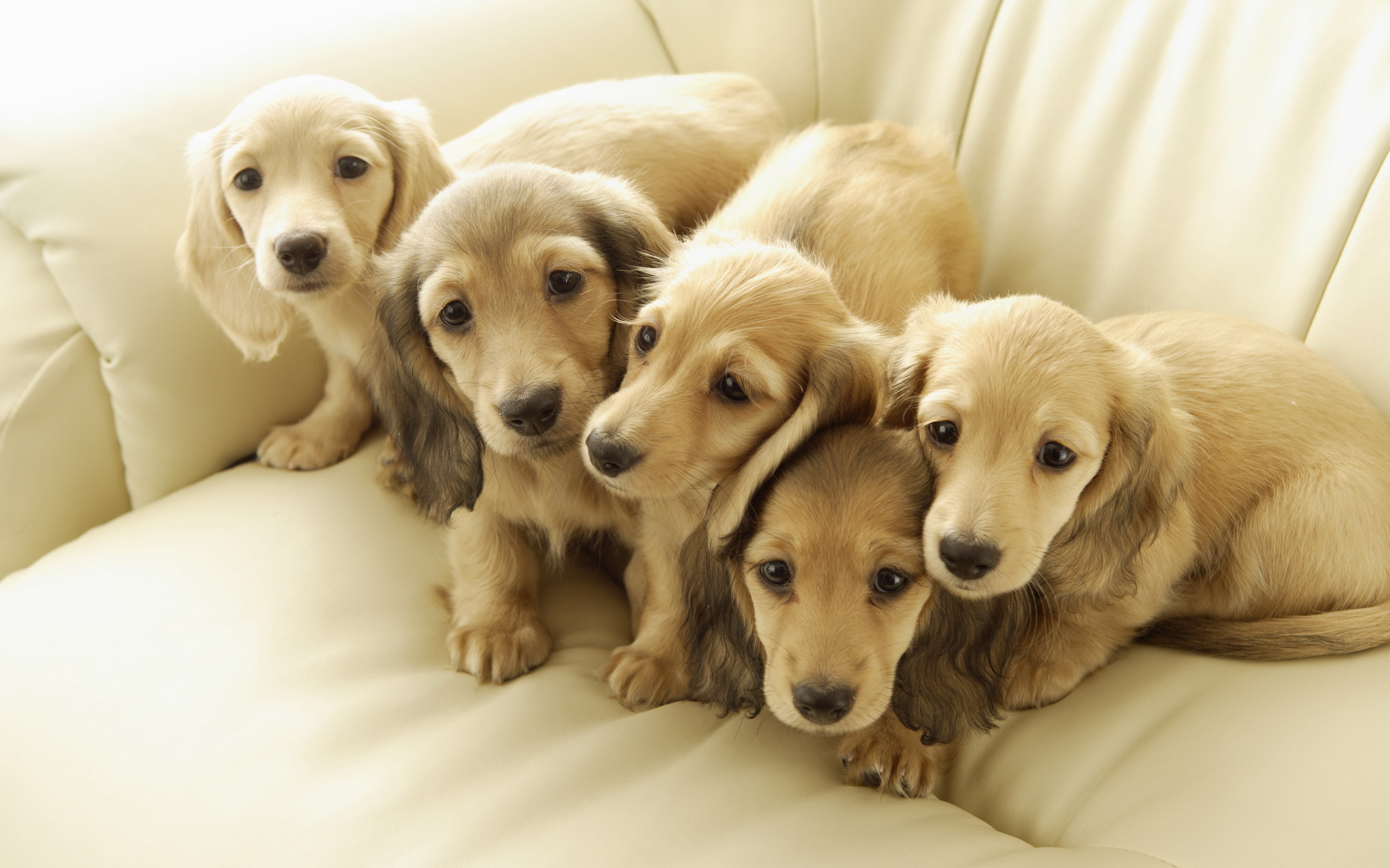 Free photo White lop-eared dachshund puppies