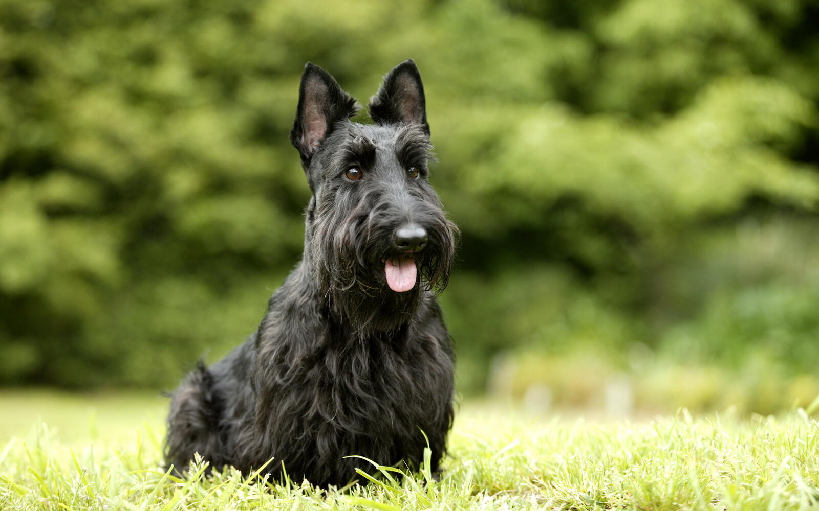 Бесплатное фото Черная собака с длинной шерстью