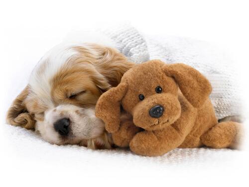 Puppy sleeps with a soft toy