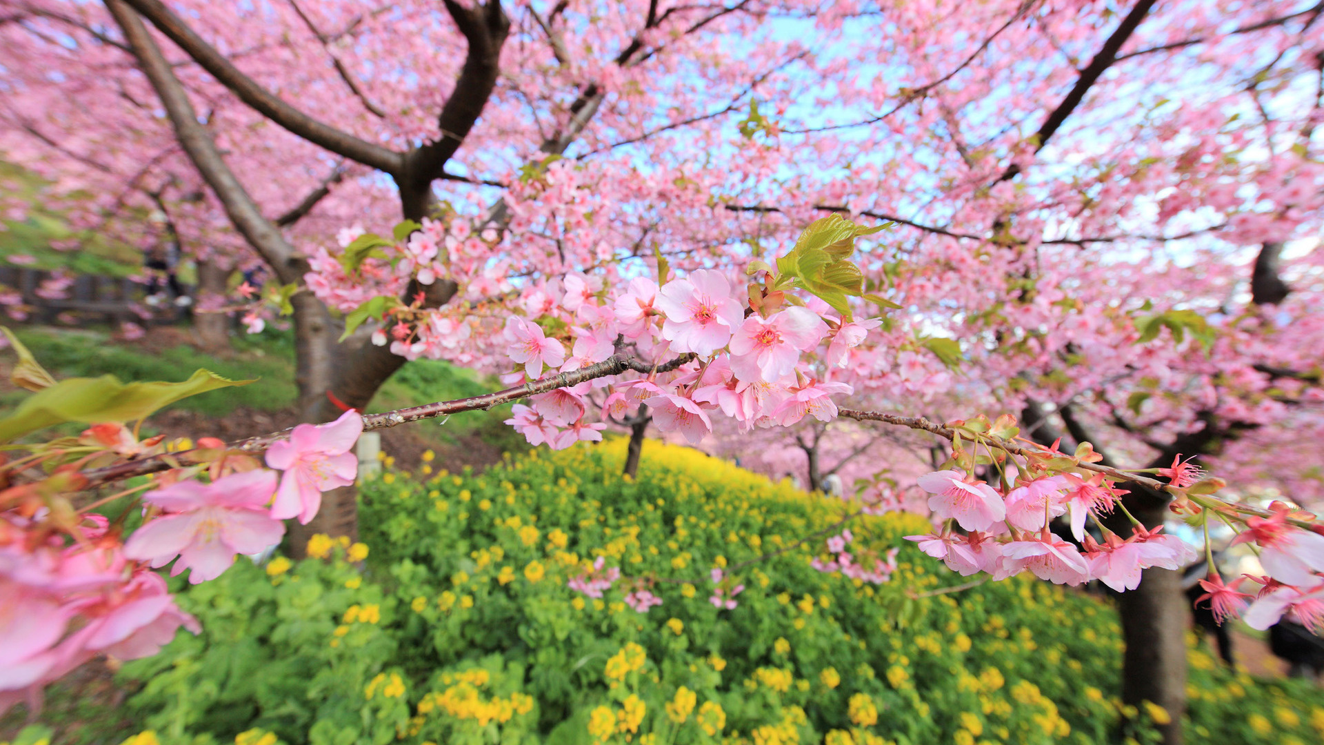 Фото бесплатно дерево, цветет, розовое