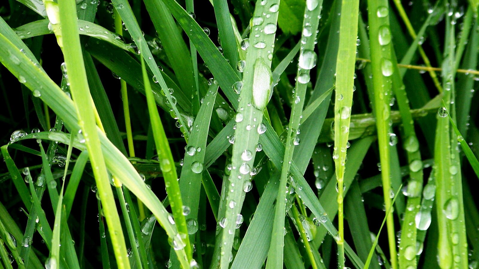 Wallpapers drops of dew grass nature on the desktop