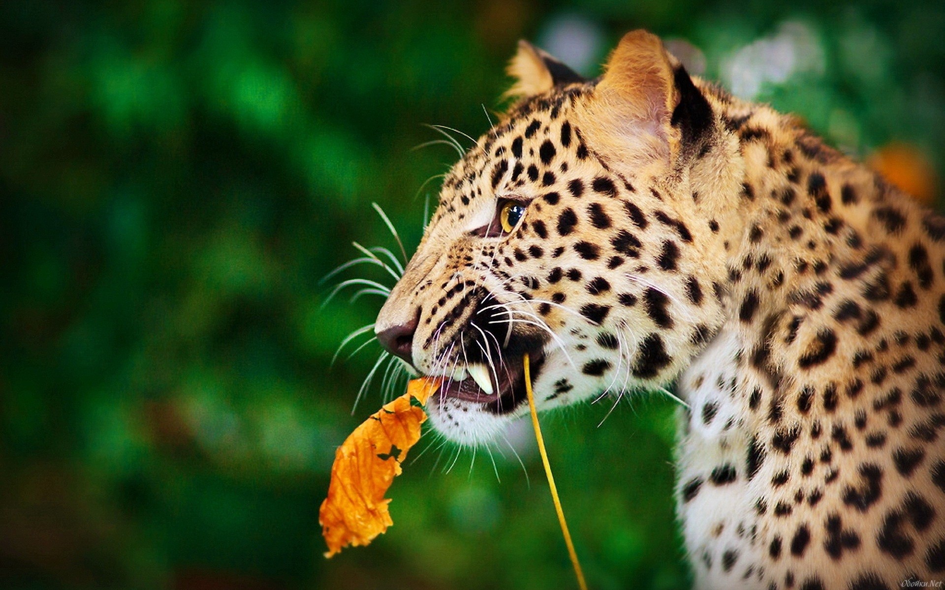 Фото бесплатно леопард, шерсть, усы