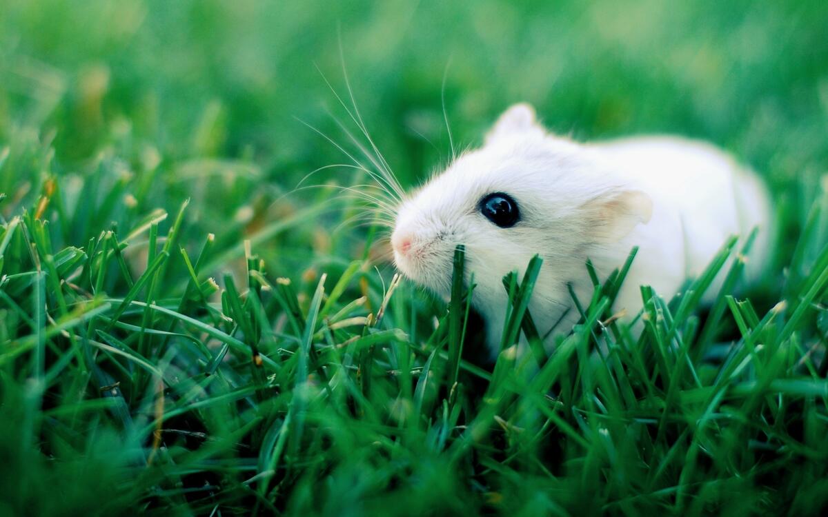 A white rodent in green grass.