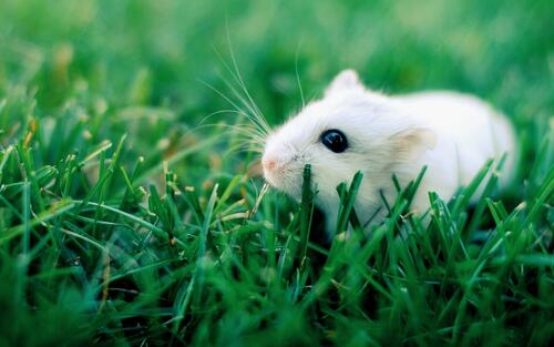 Белый грызун в зеленой траве