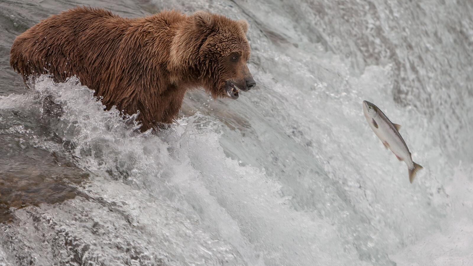 Обои медведь пасть рыба на рабочий стол