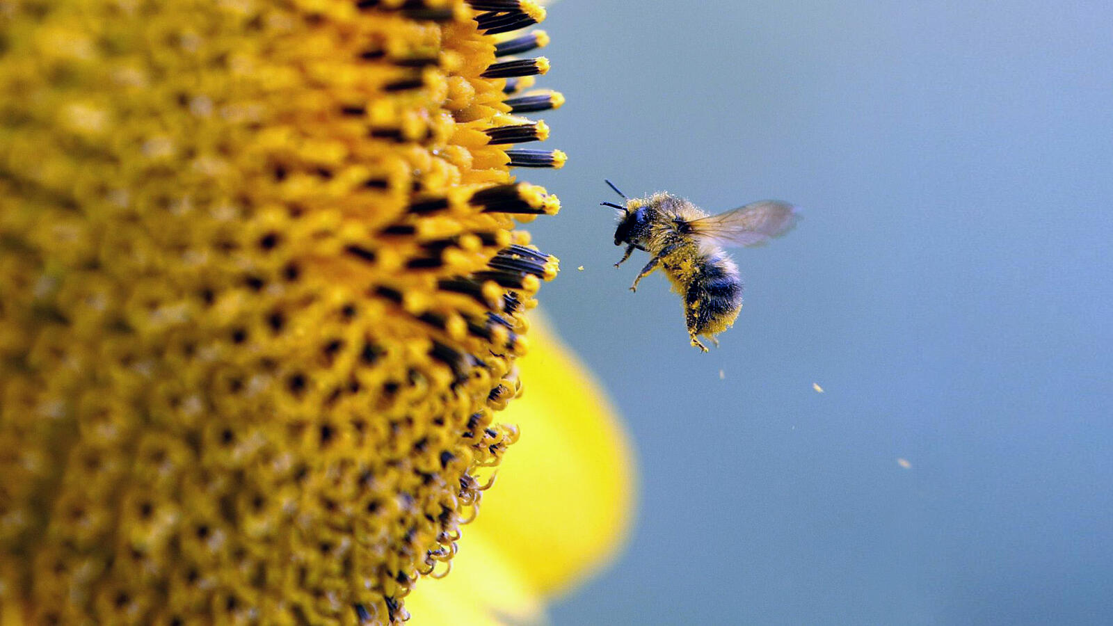 Пчела. Пчела фото. Пчела и солнце. Пчелы в природе. Пыльца крылья