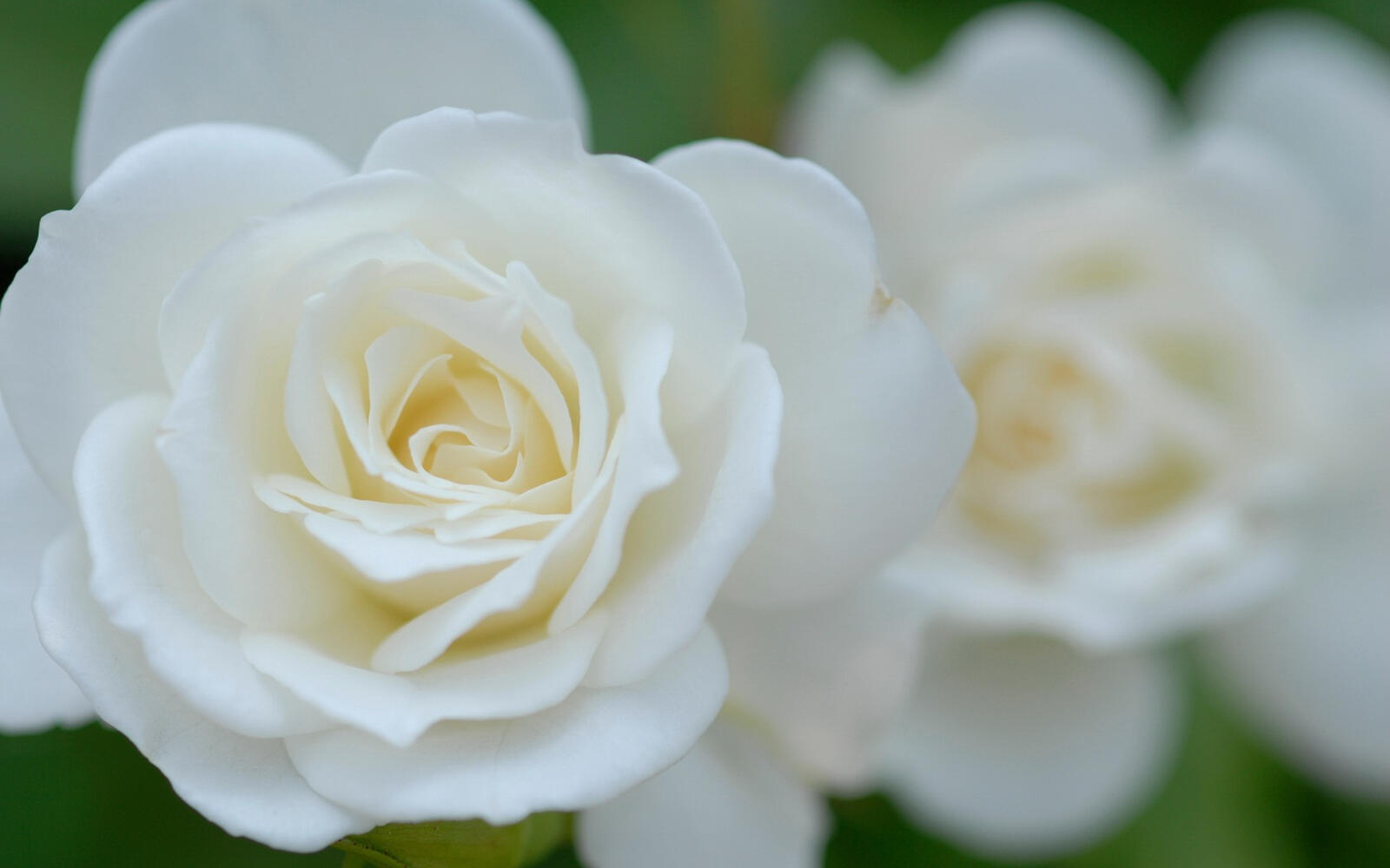 Wallpapers roses petals white on the desktop