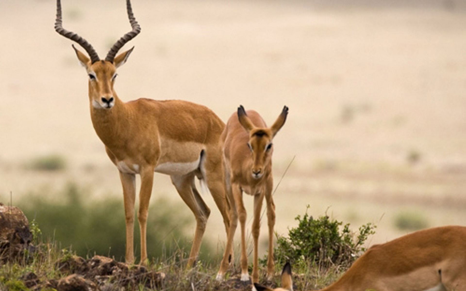Фото бесплатно трава, гну, антилопы
