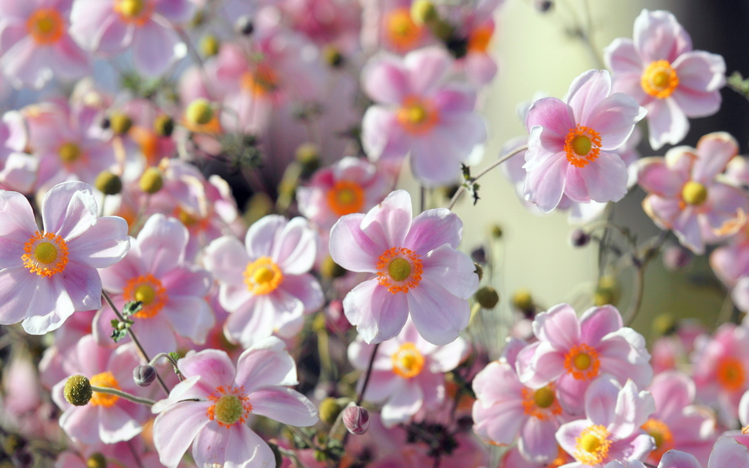 Красивые картинки с цветами для телефона. Летние цветы. Красивые цветочки. Мелкие цветочки. Красивые цветы.