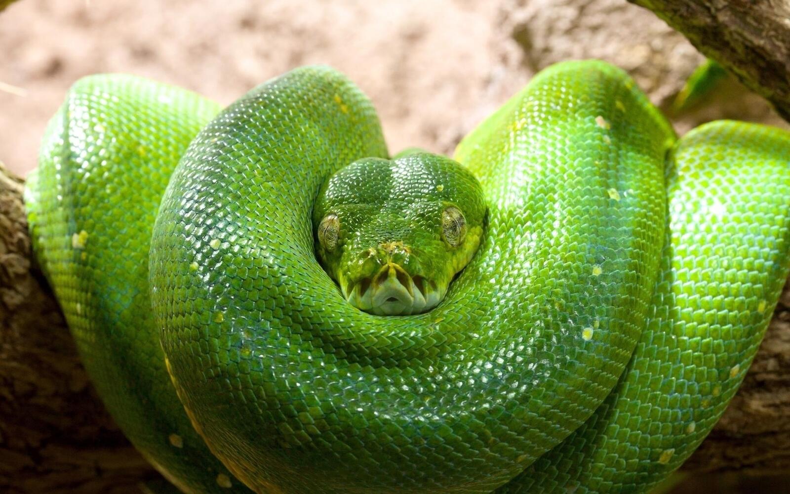 Обои змея зеленая чешуя на рабочий стол