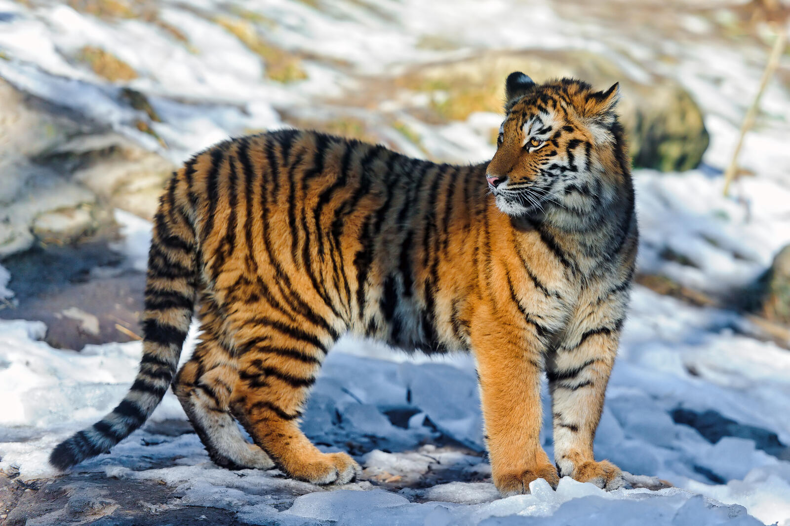 Wallpapers tiger tiger cub snow on the desktop