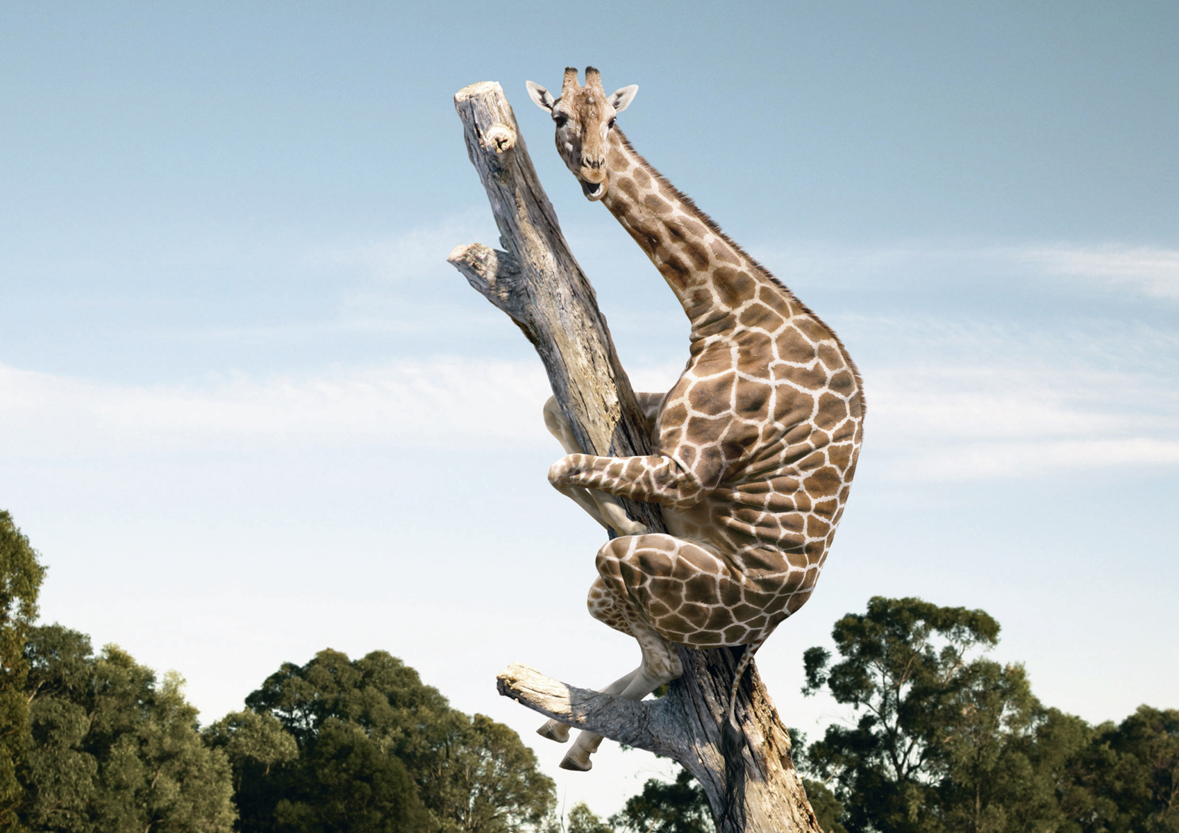 Wallpapers giraffe Africa tree on the desktop