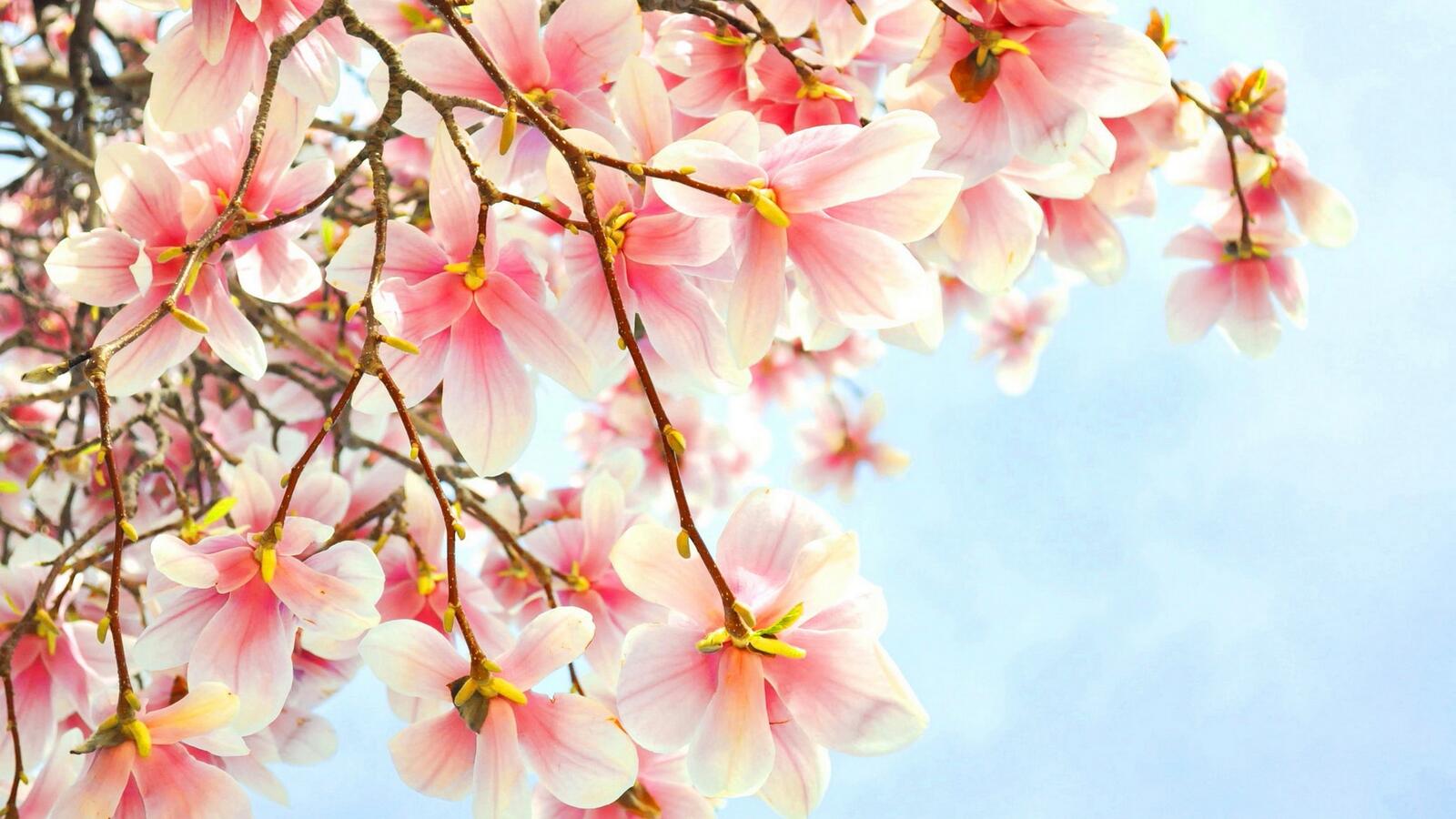 Wallpapers tree branches flowers on the desktop