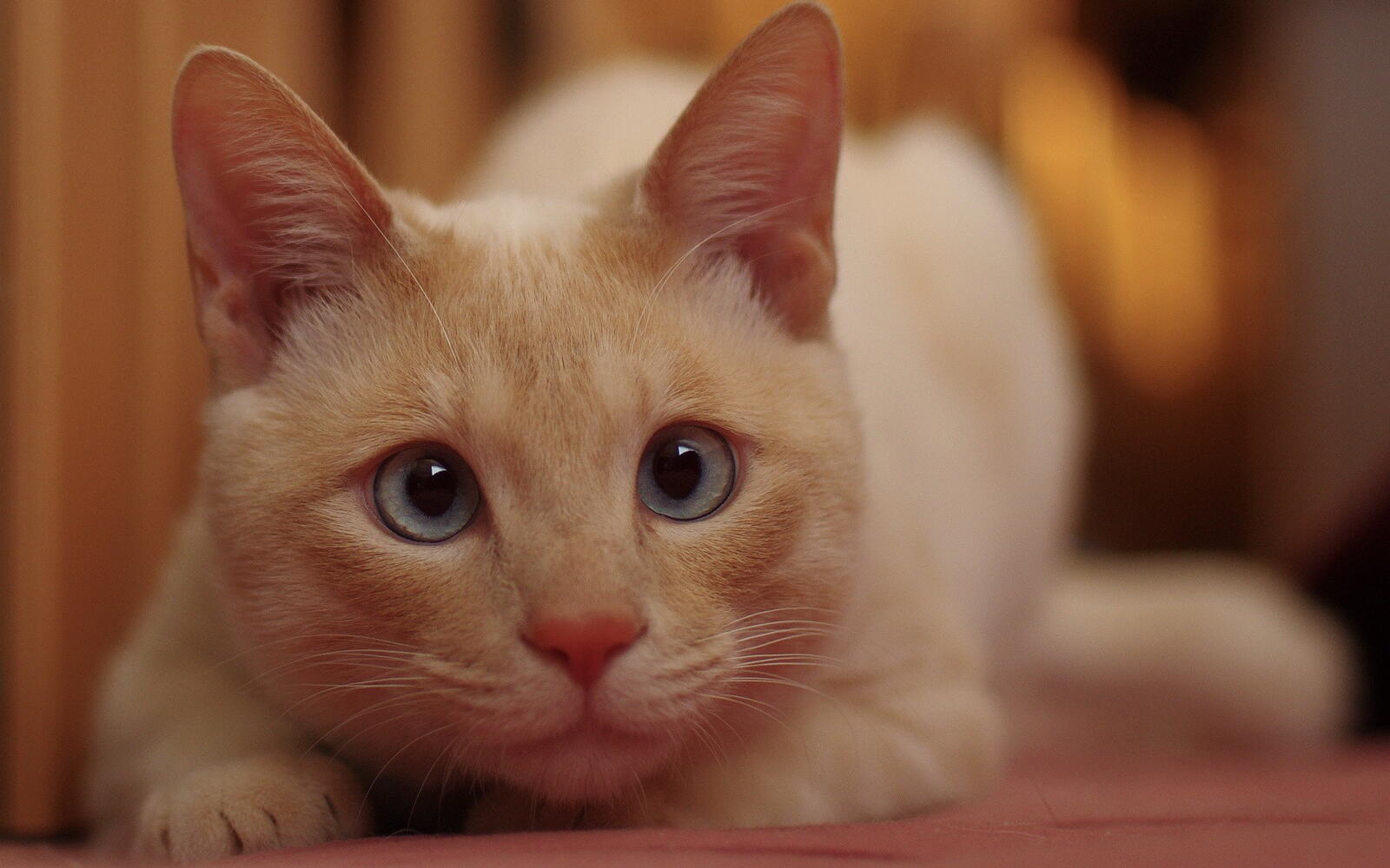 桌面上的壁纸猫 姜 眼睛