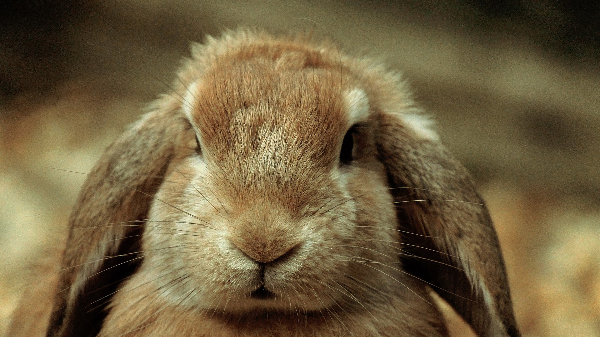 Wallpapers rabbit ears hair on the desktop