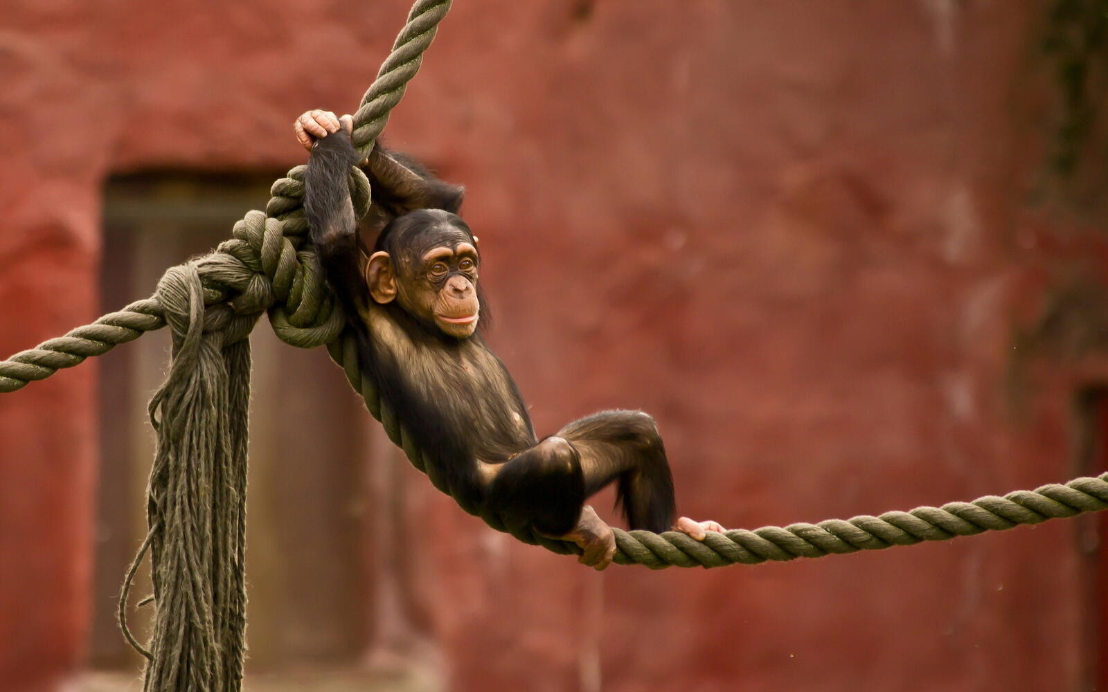 Wallpapers monkey cub rope on the desktop