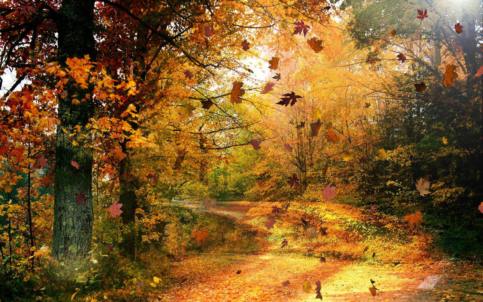 Wallpapers autumn yellow road on the desktop