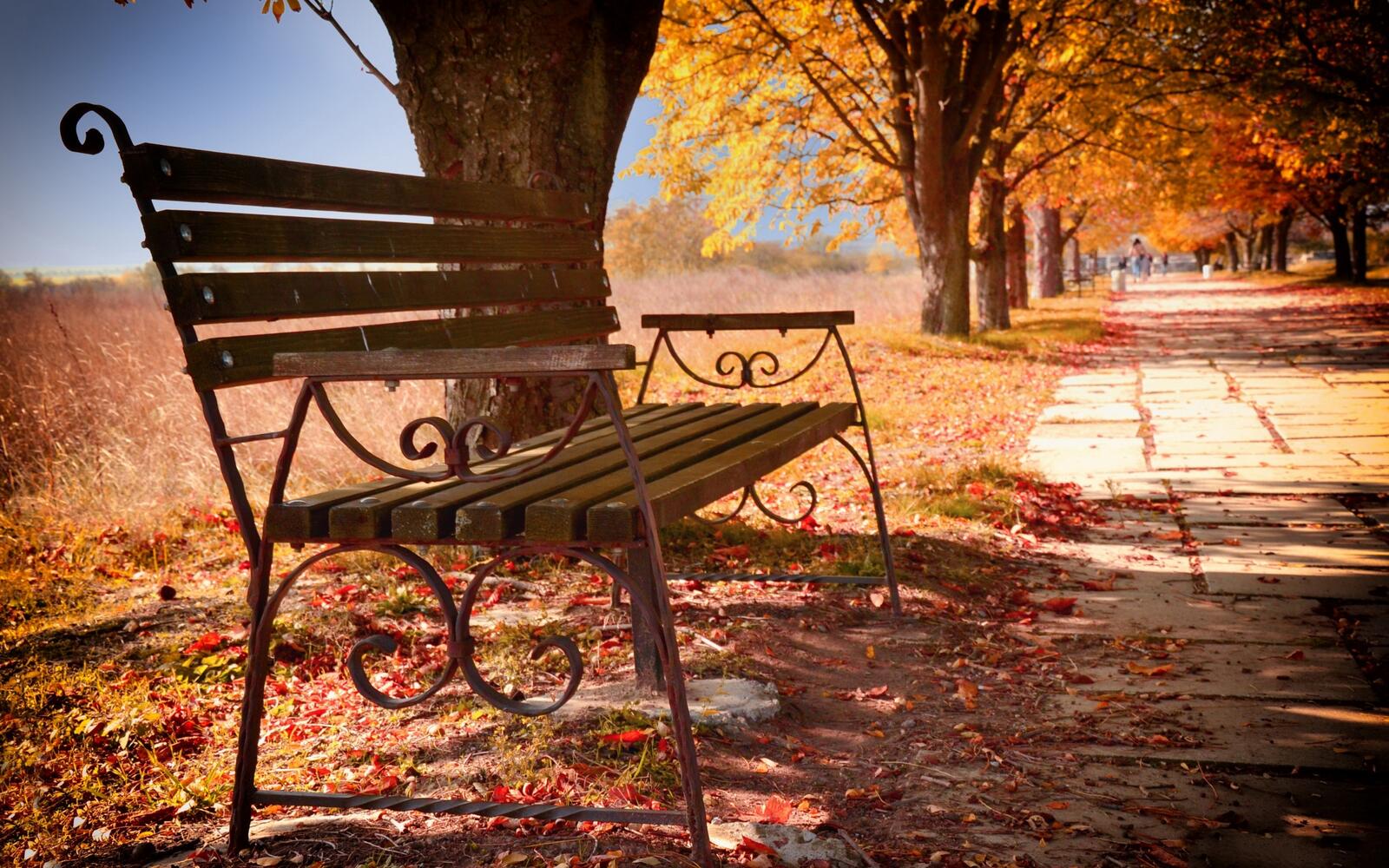 桌面上的壁纸秋季 园区 长凳