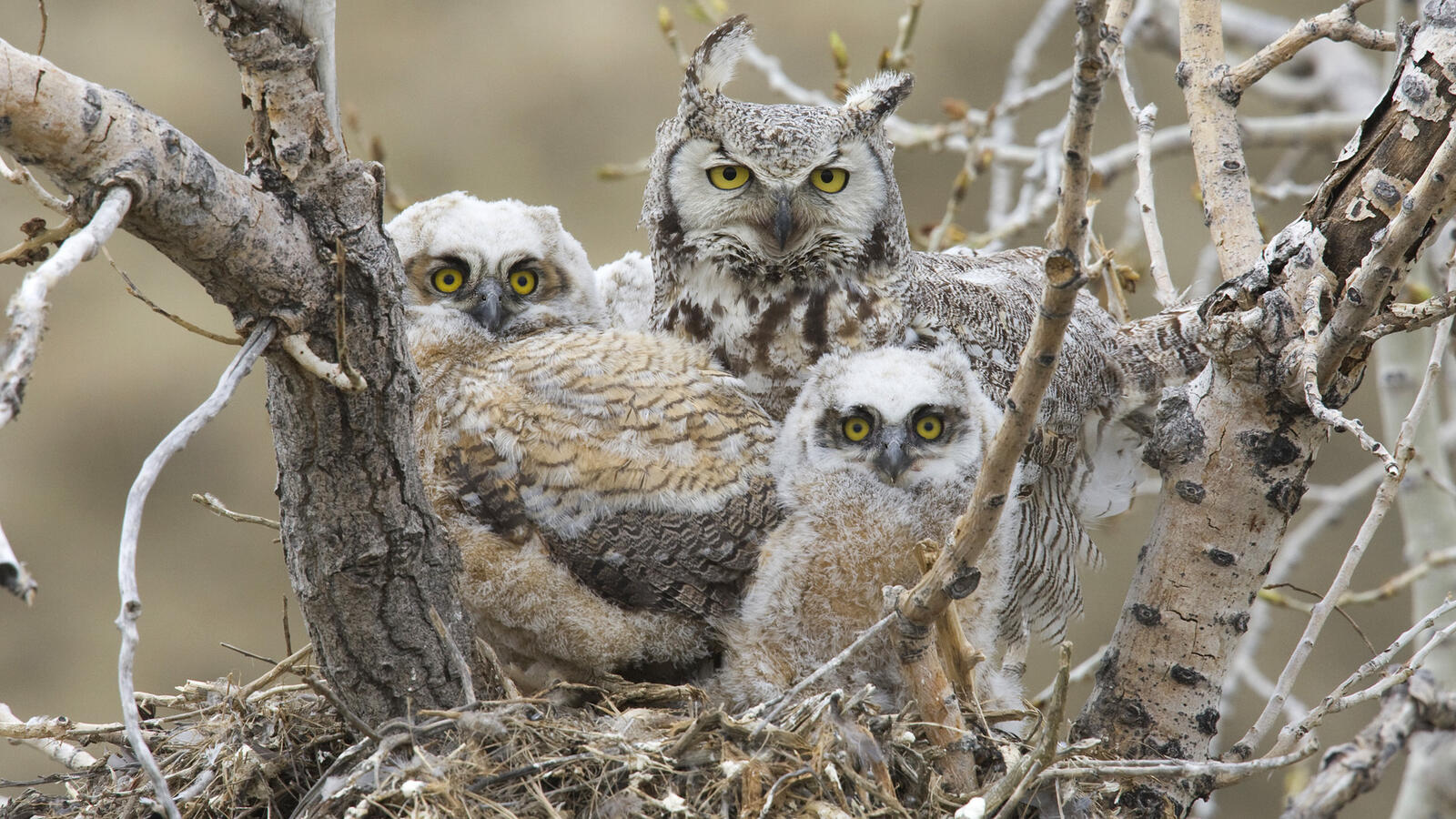 Wallpapers owls family nest on the desktop