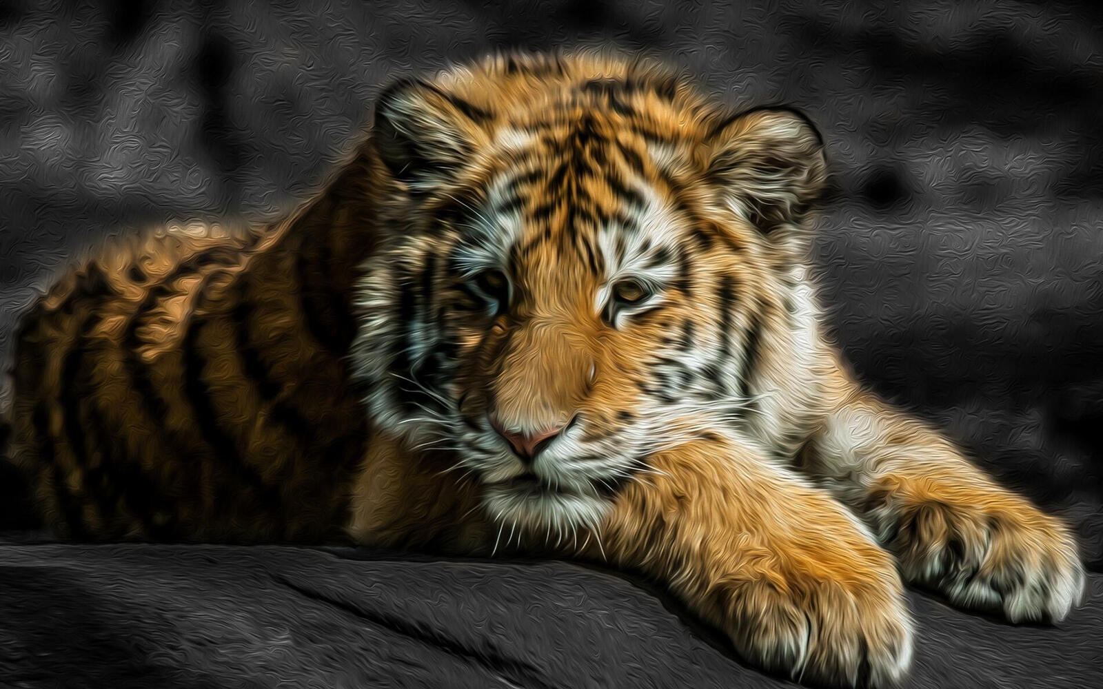 Wallpapers tiger cub look thoughtfulness on the desktop