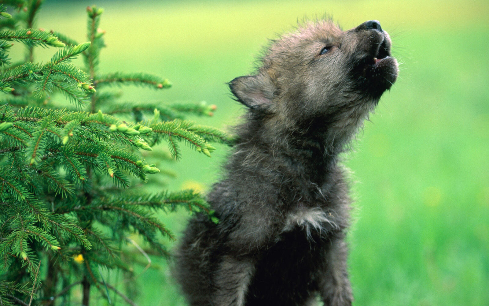 Free photo A little howling puppy