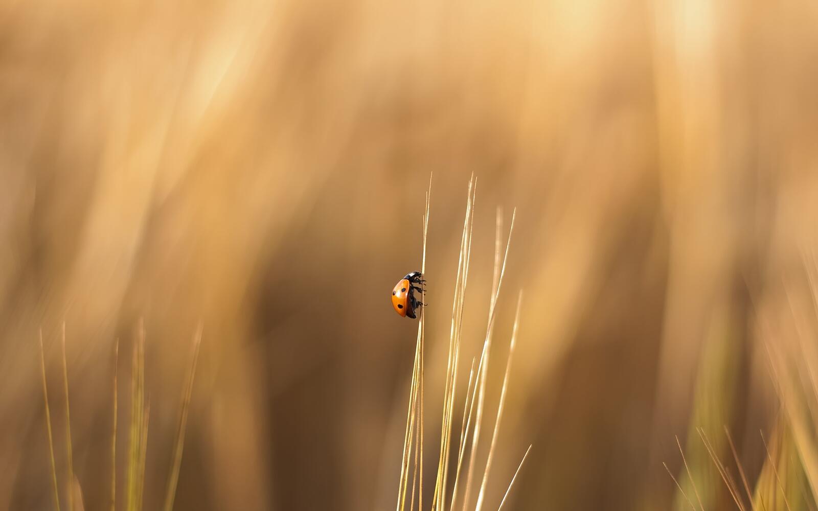 Wallpapers ladybug blade of grass field on the desktop