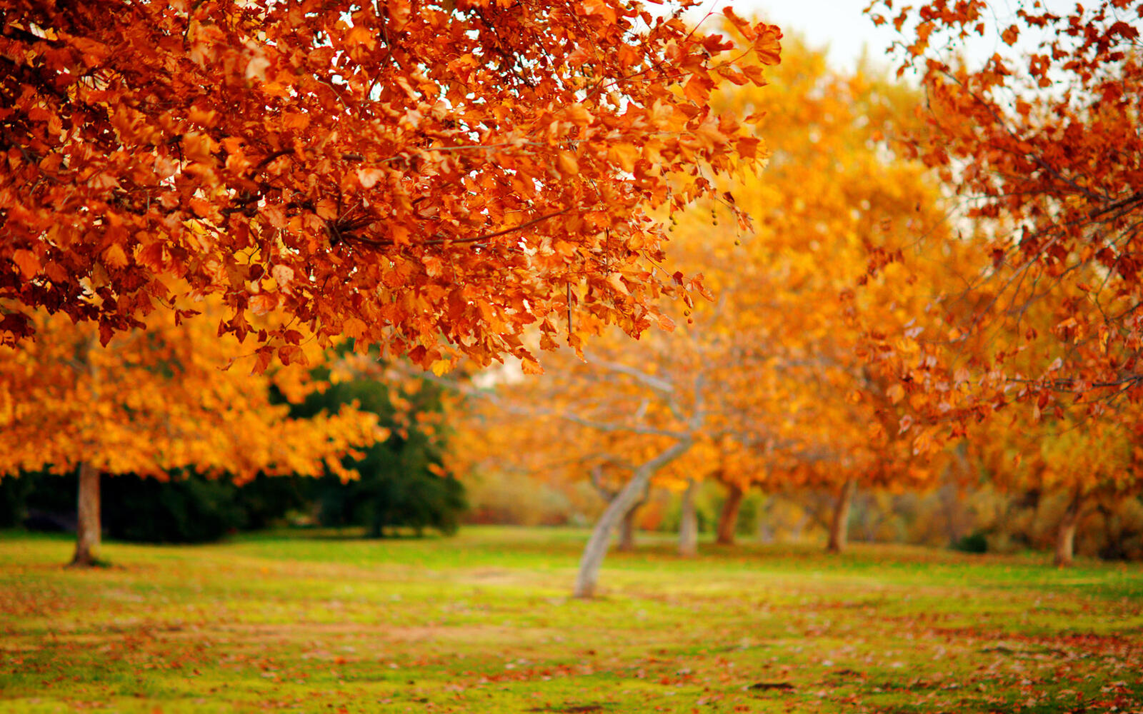 桌面上的壁纸园区 树木 秋季