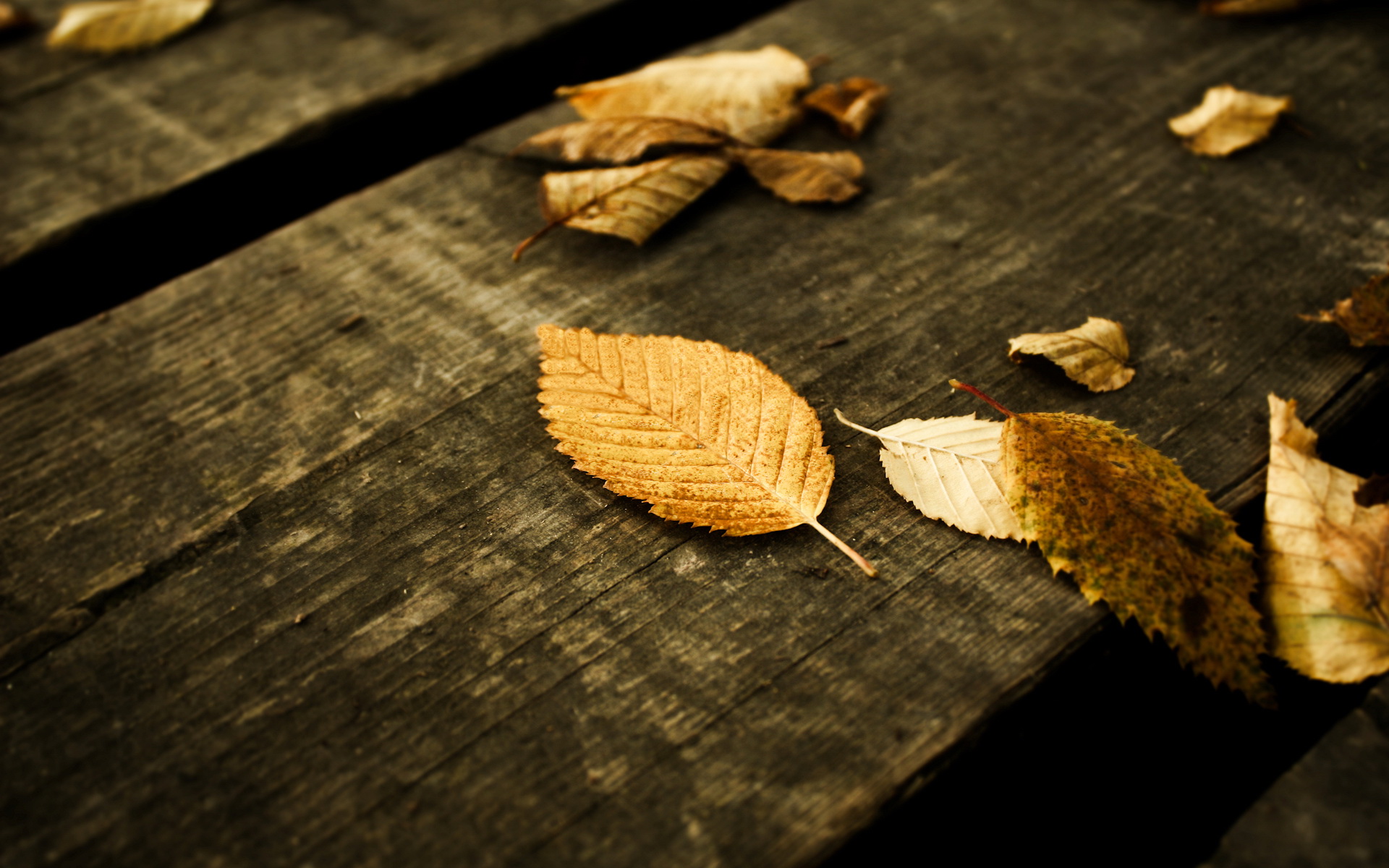 Wallpapers leaves bench wooden on the desktop