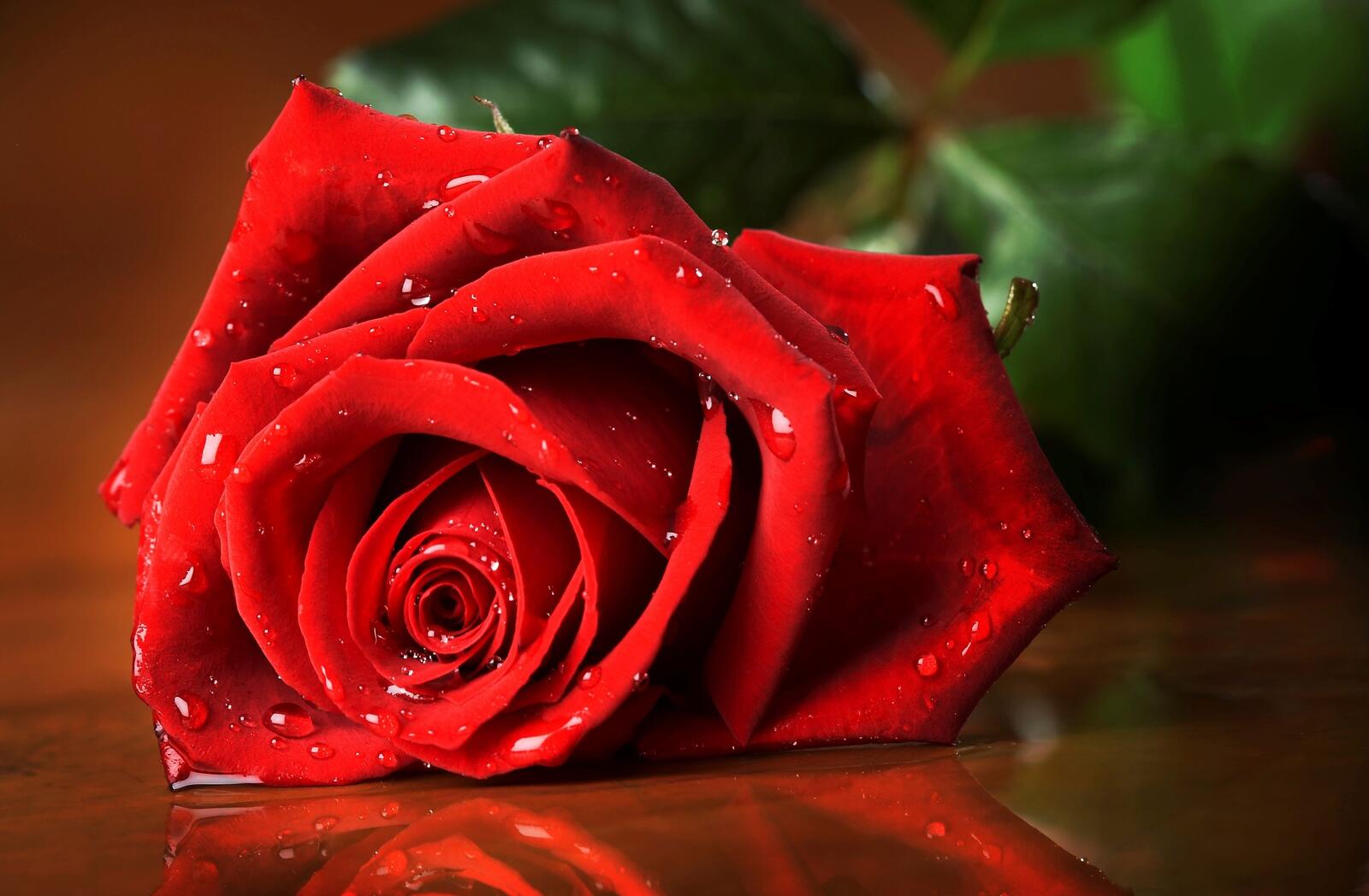 Обои цветы роза красная на рабочий стол