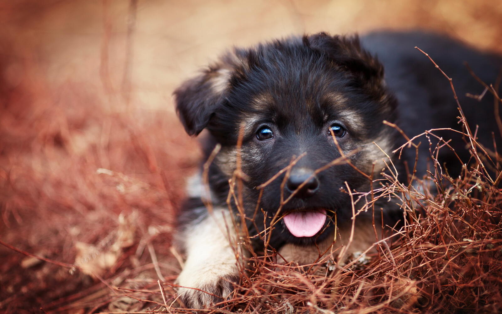 Wallpapers puppy muzzle tongue on the desktop