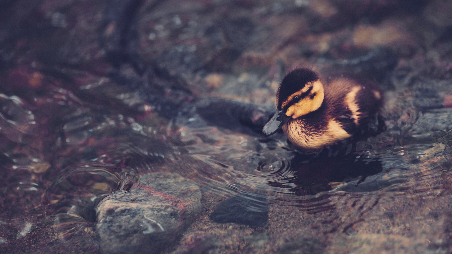 Wallpapers duckling small cub on the desktop
