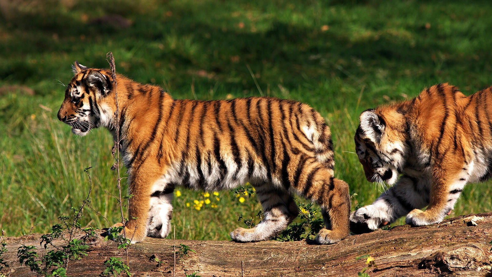 Обои тигры тигренки котята на рабочий стол