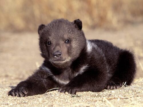 Маленький медвежонок черного цвета