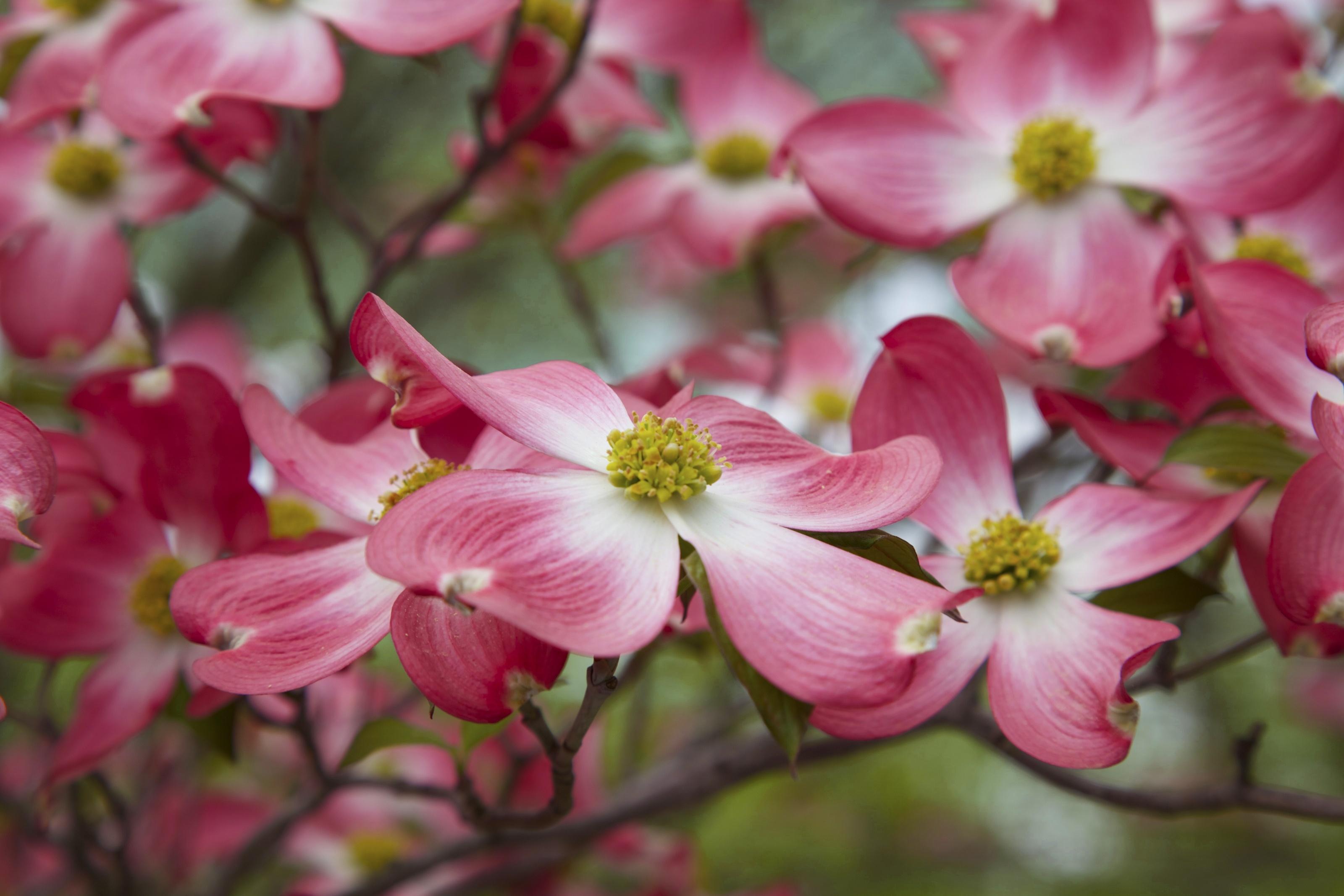 Wallpapers dogwood branches petals on the desktop