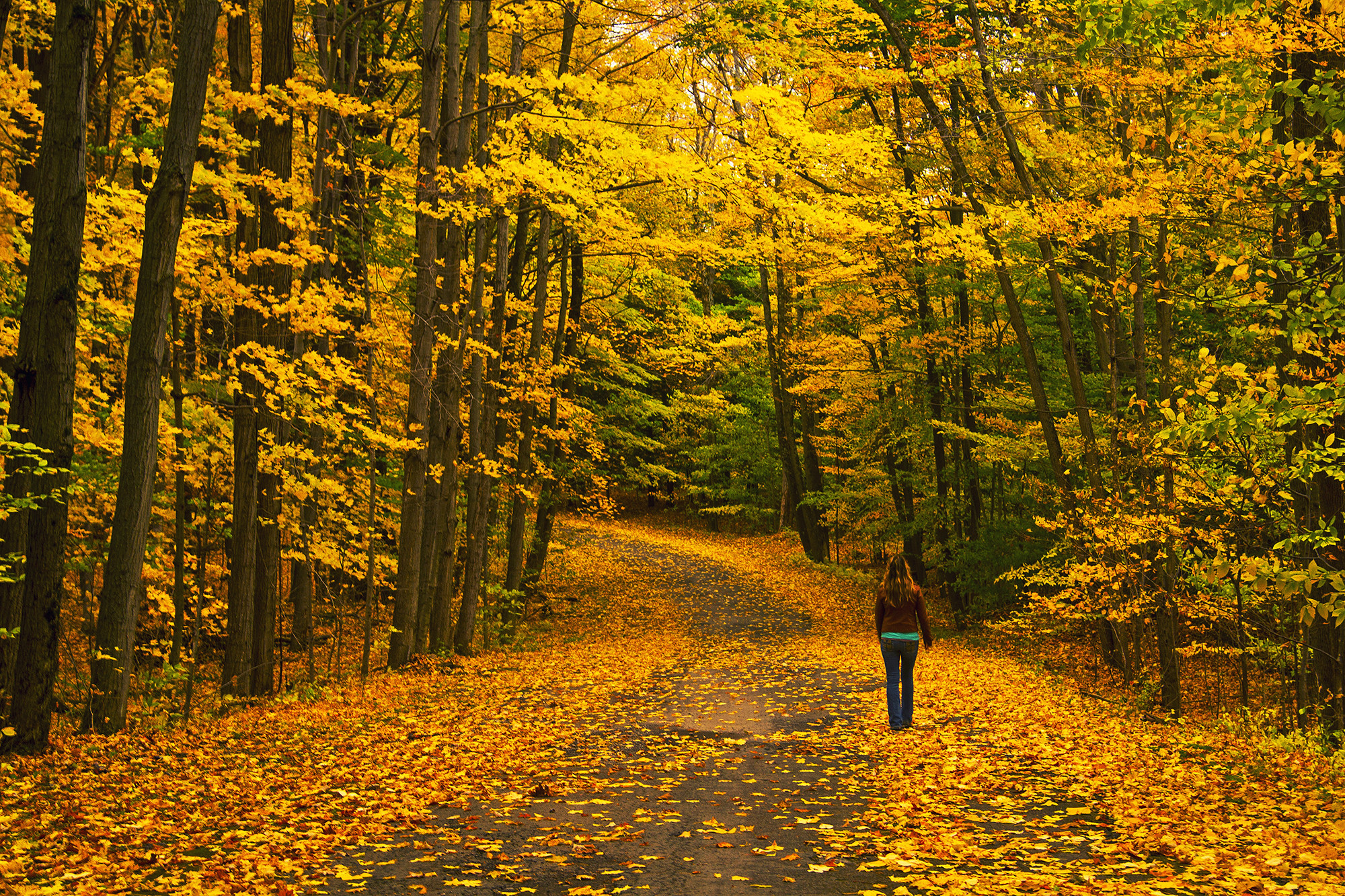 Осенний лес Развилка дорог