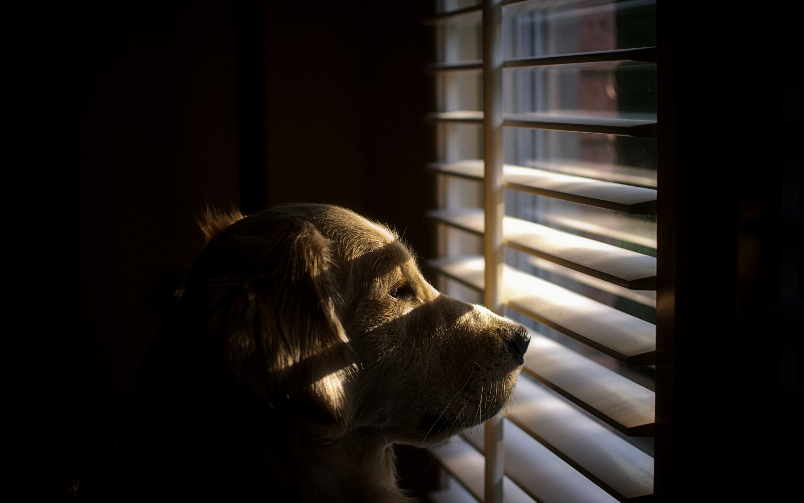 Фото бесплатно пес, окно, жалюзи