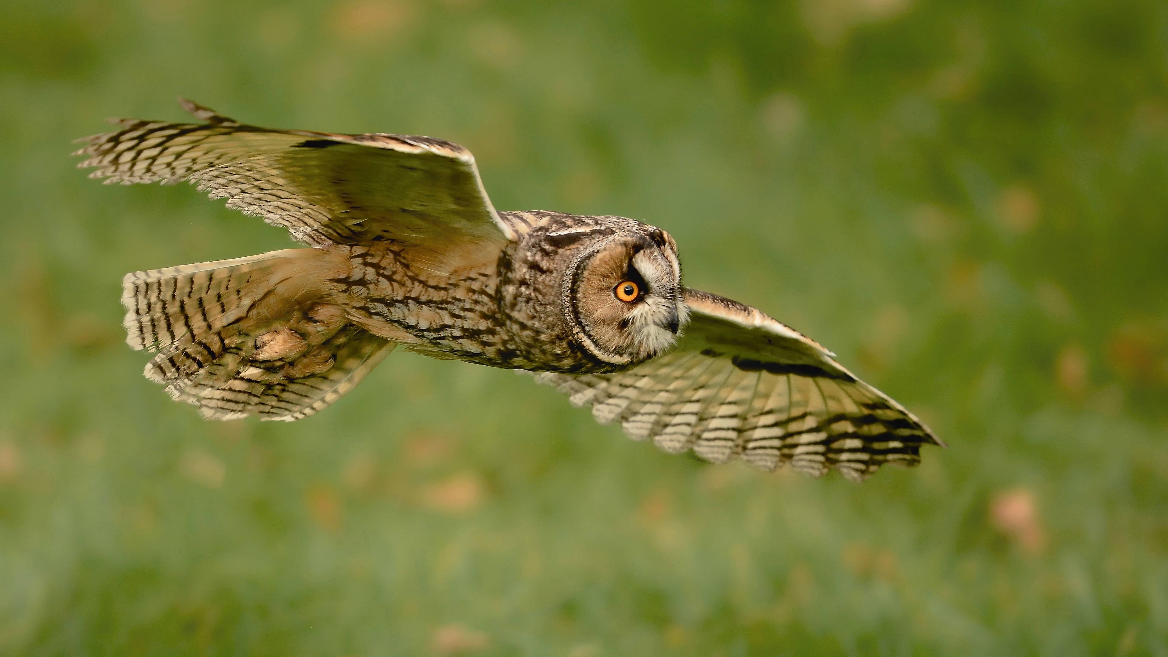Wallpapers flying owl owl wings on the desktop