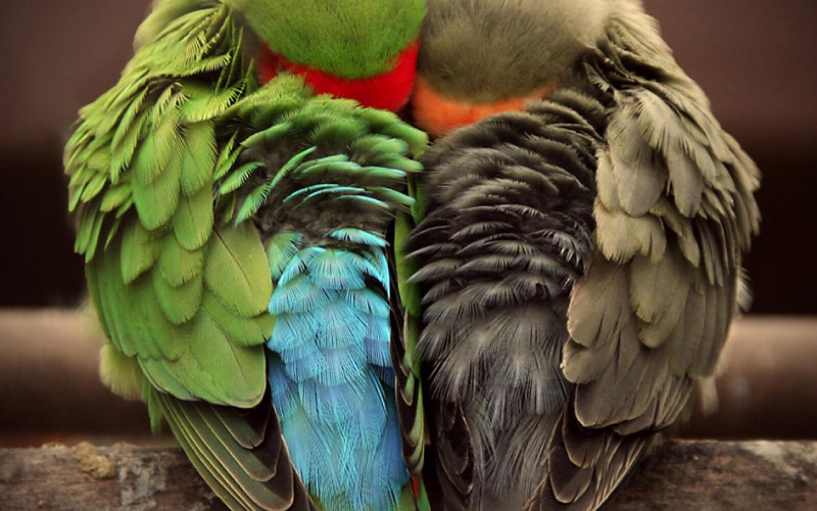 Wallpapers parrots feathers wings on the desktop