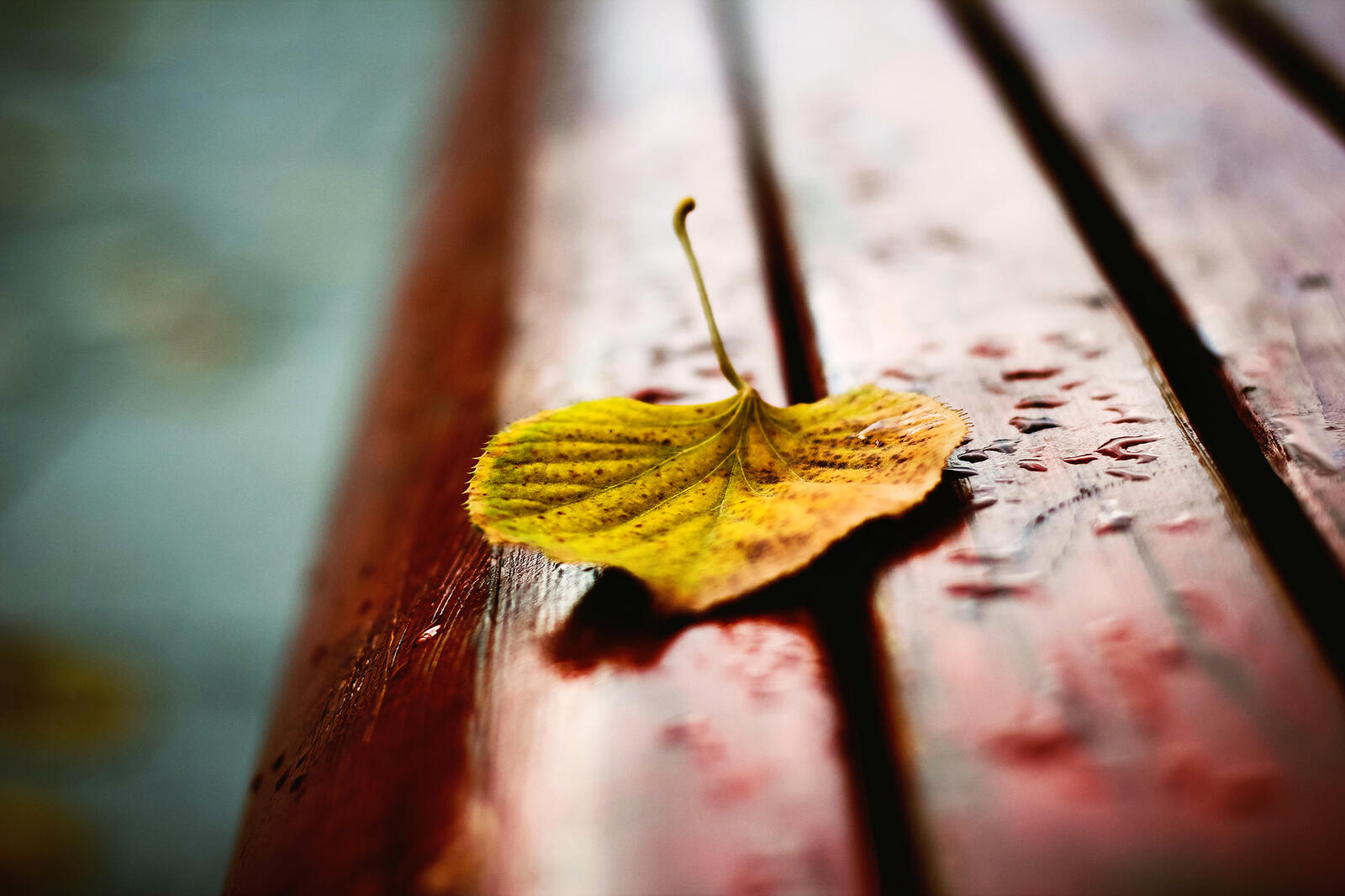 Wallpapers bench leaf fall on the desktop