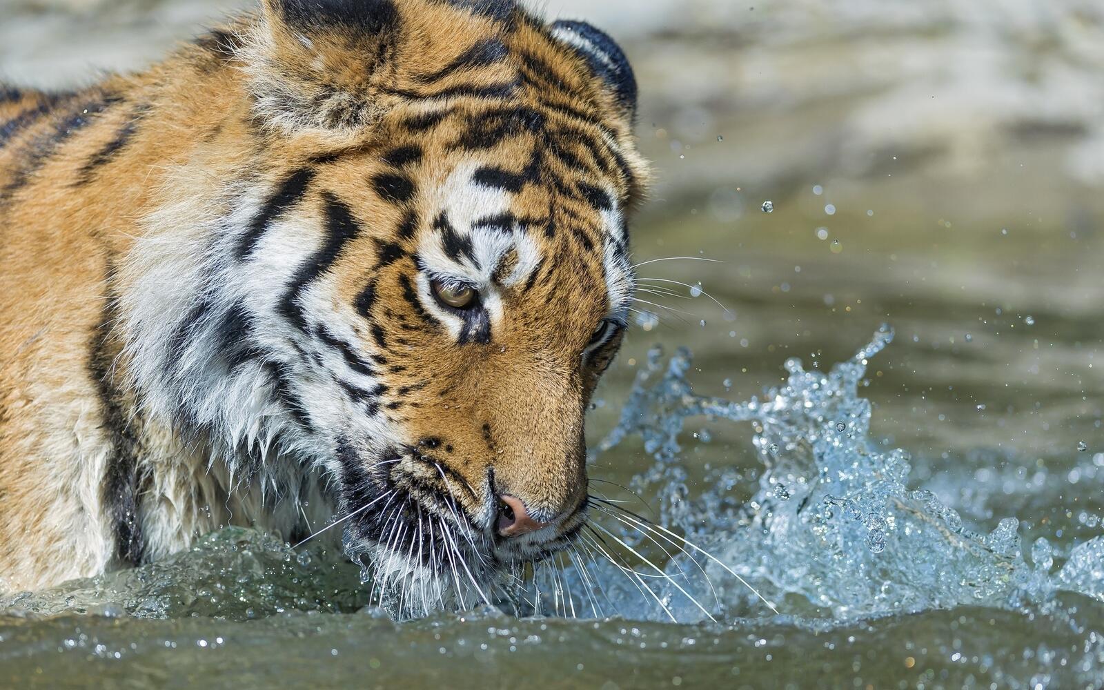 Обои тигр река жажда на рабочий стол