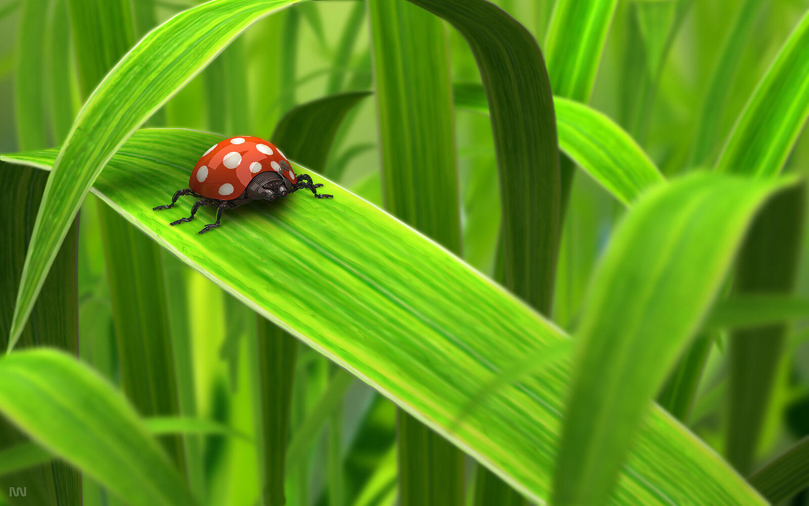 Wallpapers grass forest ladybug on the desktop