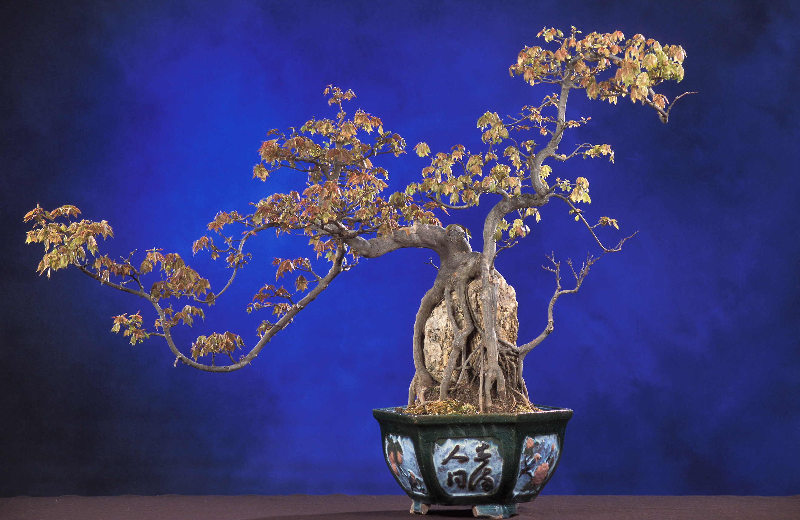 Wallpapers bonsai tree basin on the desktop