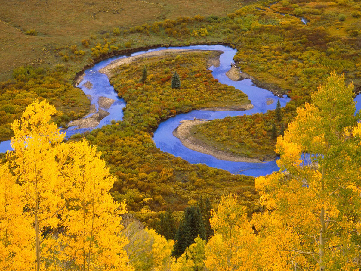 黄叶飘飘的秋日森林中蜿蜒的河流