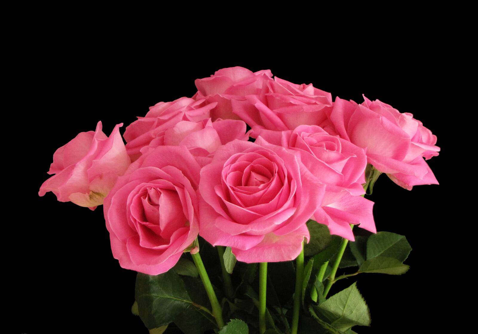 桌面上的壁纸粉色花束 玫瑰花束 鲜花