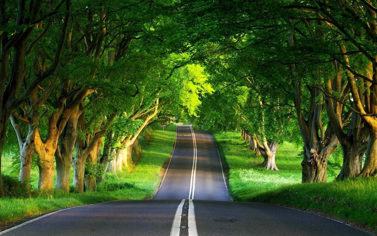 Wallpapers foliage trees road on the desktop