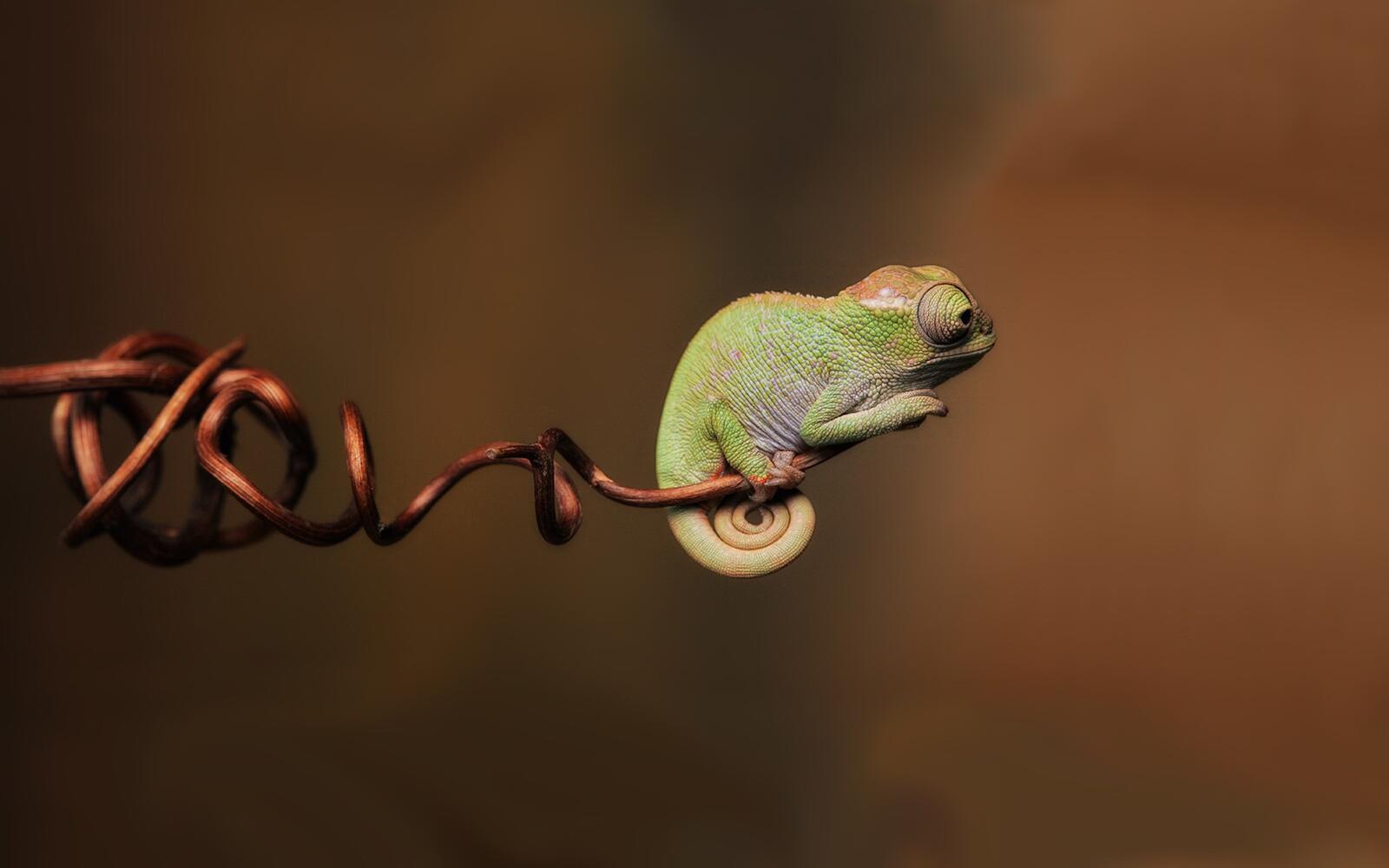 Wallpapers chameleon lizard edge on the desktop