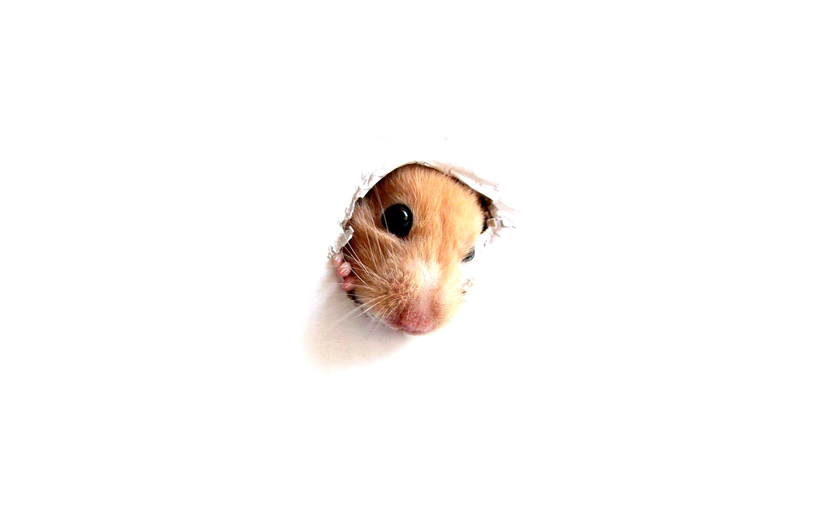 Wallpapers hamster rodent photo on the desktop